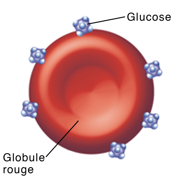 Globules rouges avec des molécules glucoses fixées sur ceux-ci.