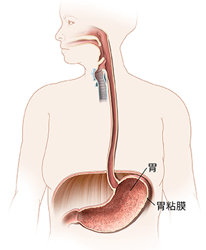 顯示口腔、食道和胃的女性輪廓圖。
