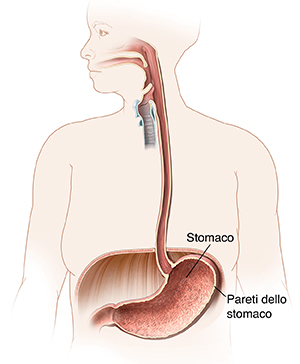 Profilo di una donna con bocca, esofago e stomaco in evidenza.