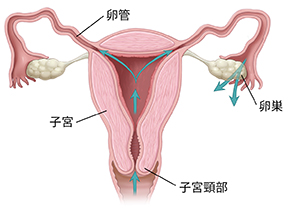 女性の生殖管の正面断面図。矢印は、膣、子宮頸部、子宮を通り、卵管までの経路を示しています。