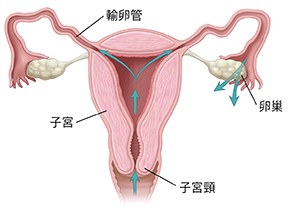 女性生殖道的正視圖剖面圖,箭頭顯示通過陰道、子宮頸、子宮和輸卵管的路徑。