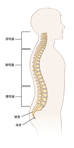 显示颈弯曲、胸弯曲、腰弯曲、骶骨和尾骨的脊柱图像